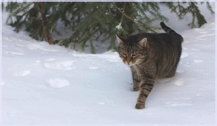 Schneetigerchen