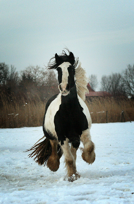 SchneeTinker