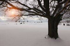 Schneeträume