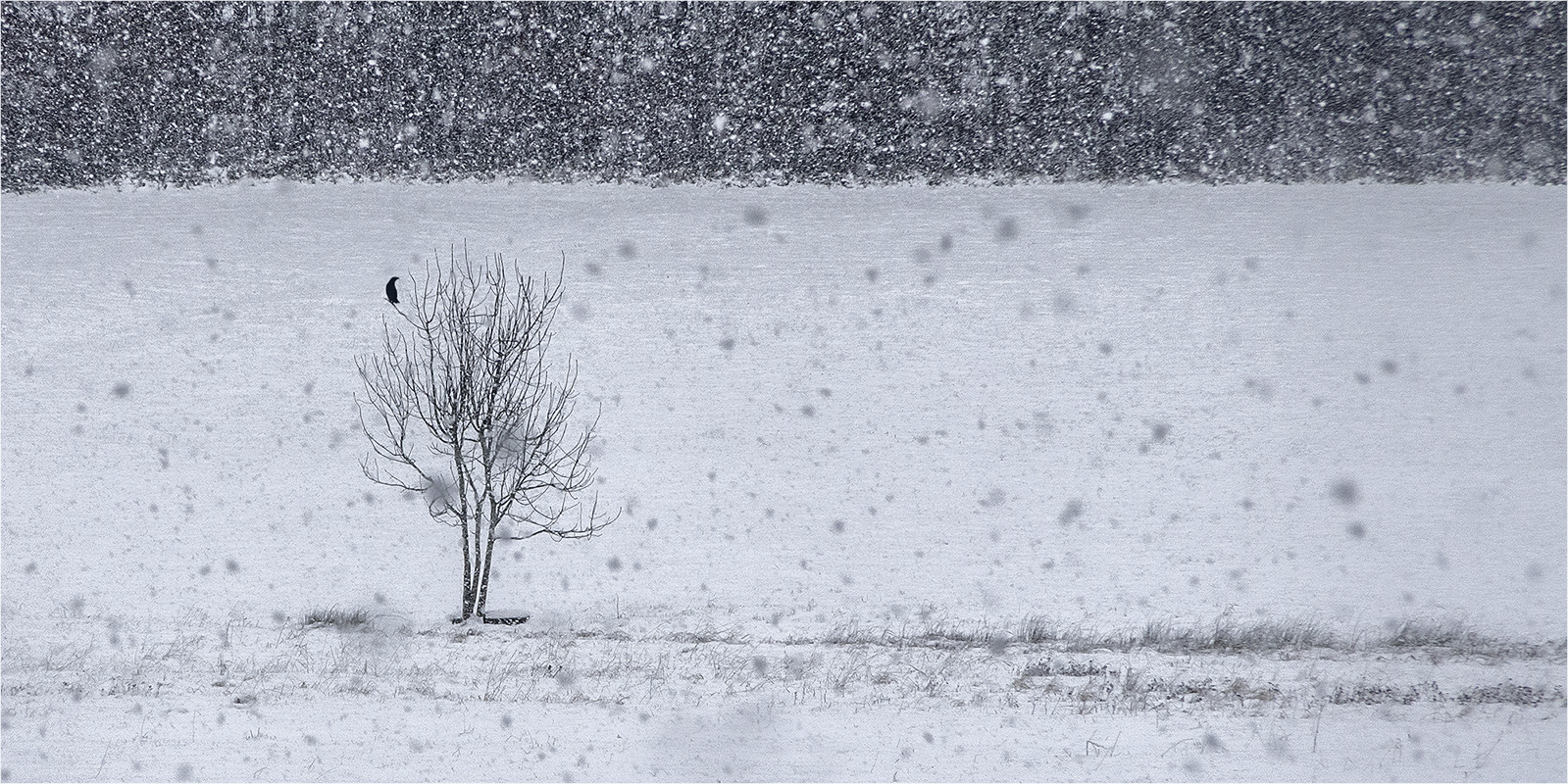 schneetreiben