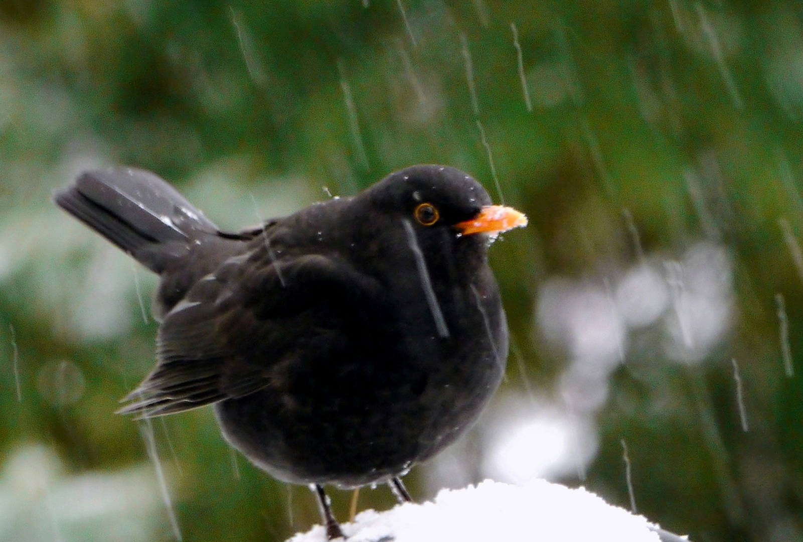 Schneetreiben