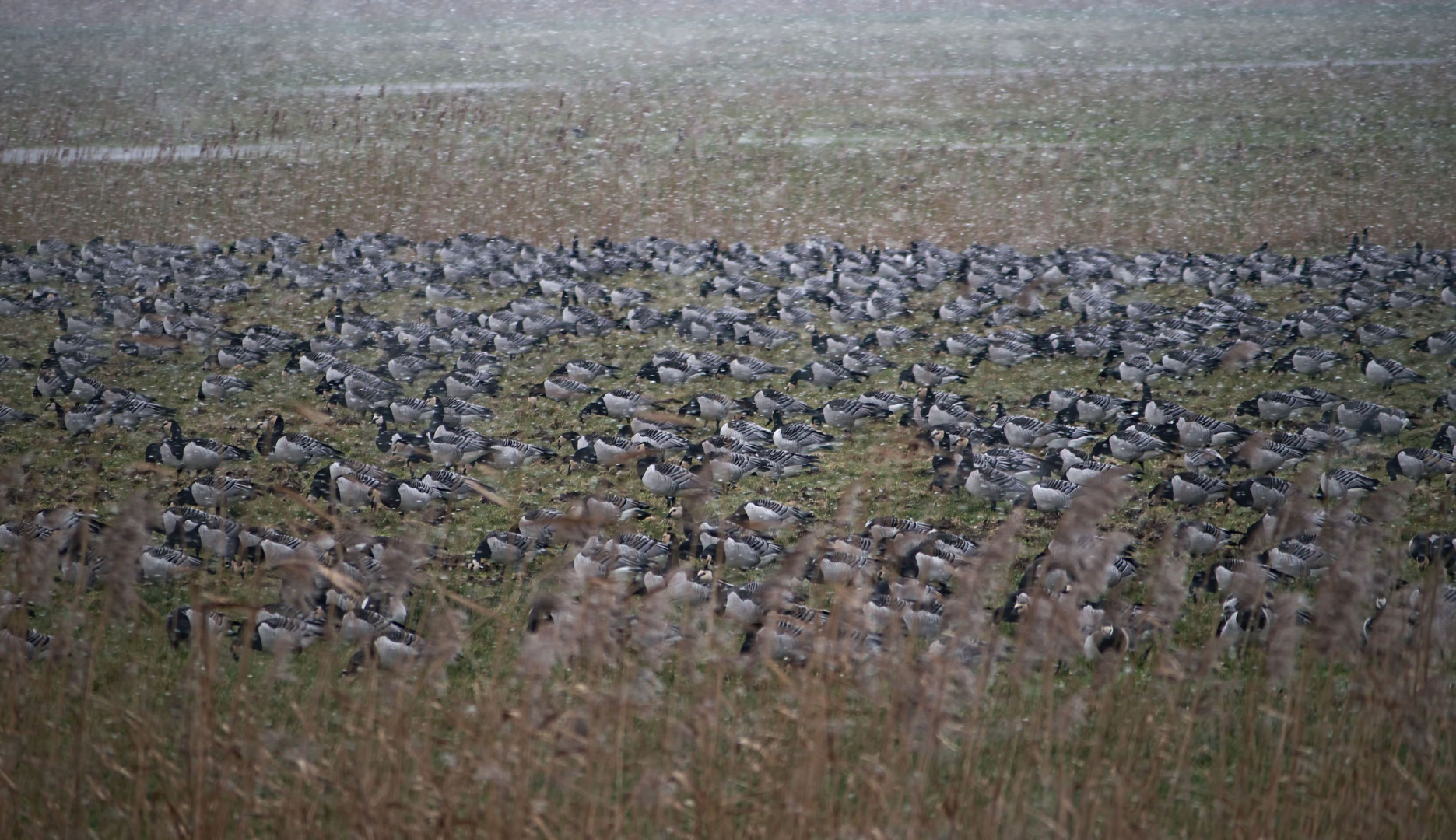 Schneetreiben Foto & Bild winter, natur, mecklenburgvorpommern