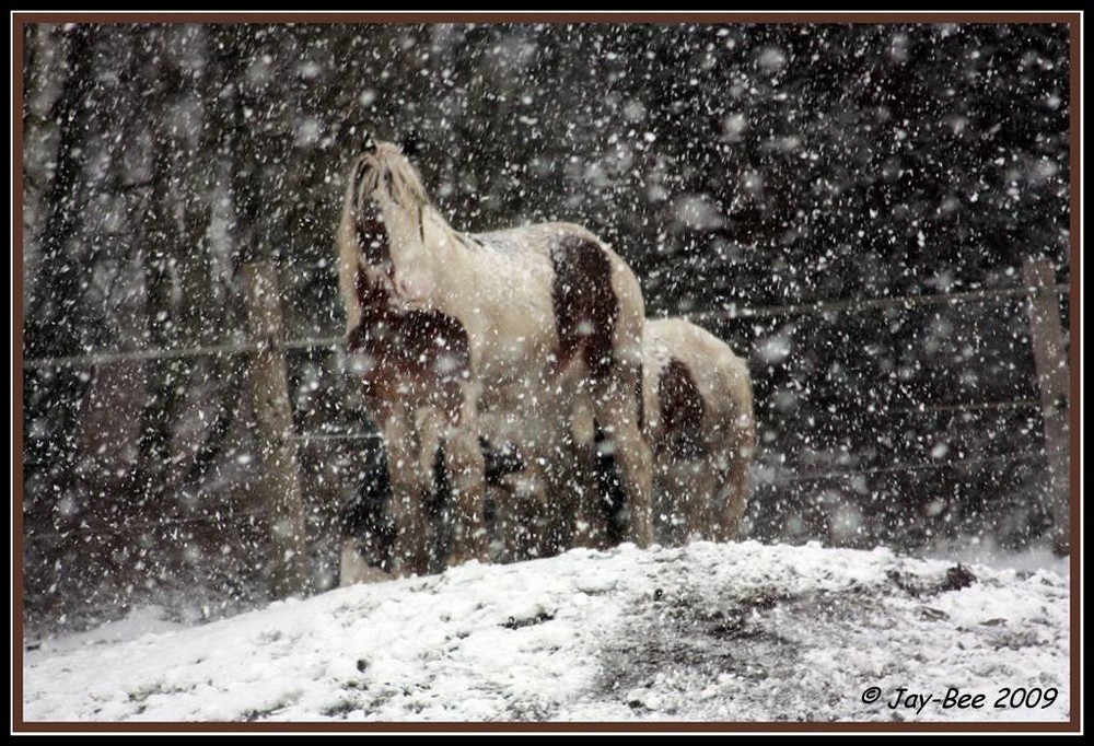 Schneetreiben