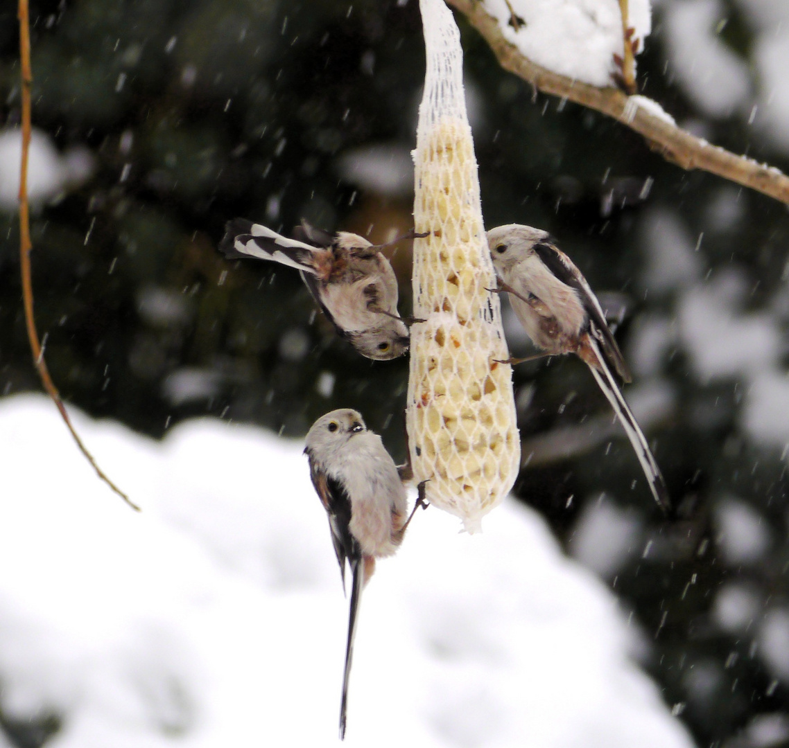 Schneetreiben