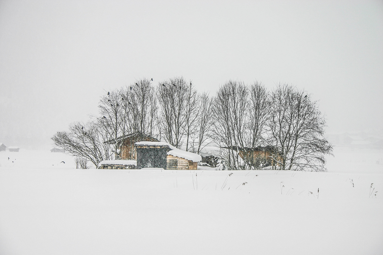 Schneetreiben Schneetreiben
