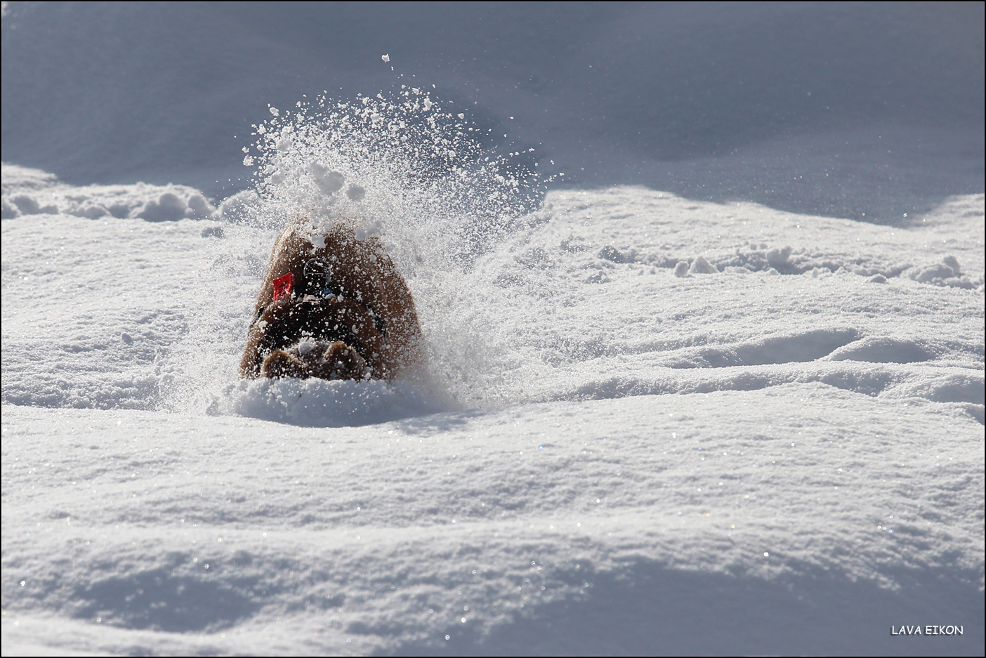 Schneetreiben I