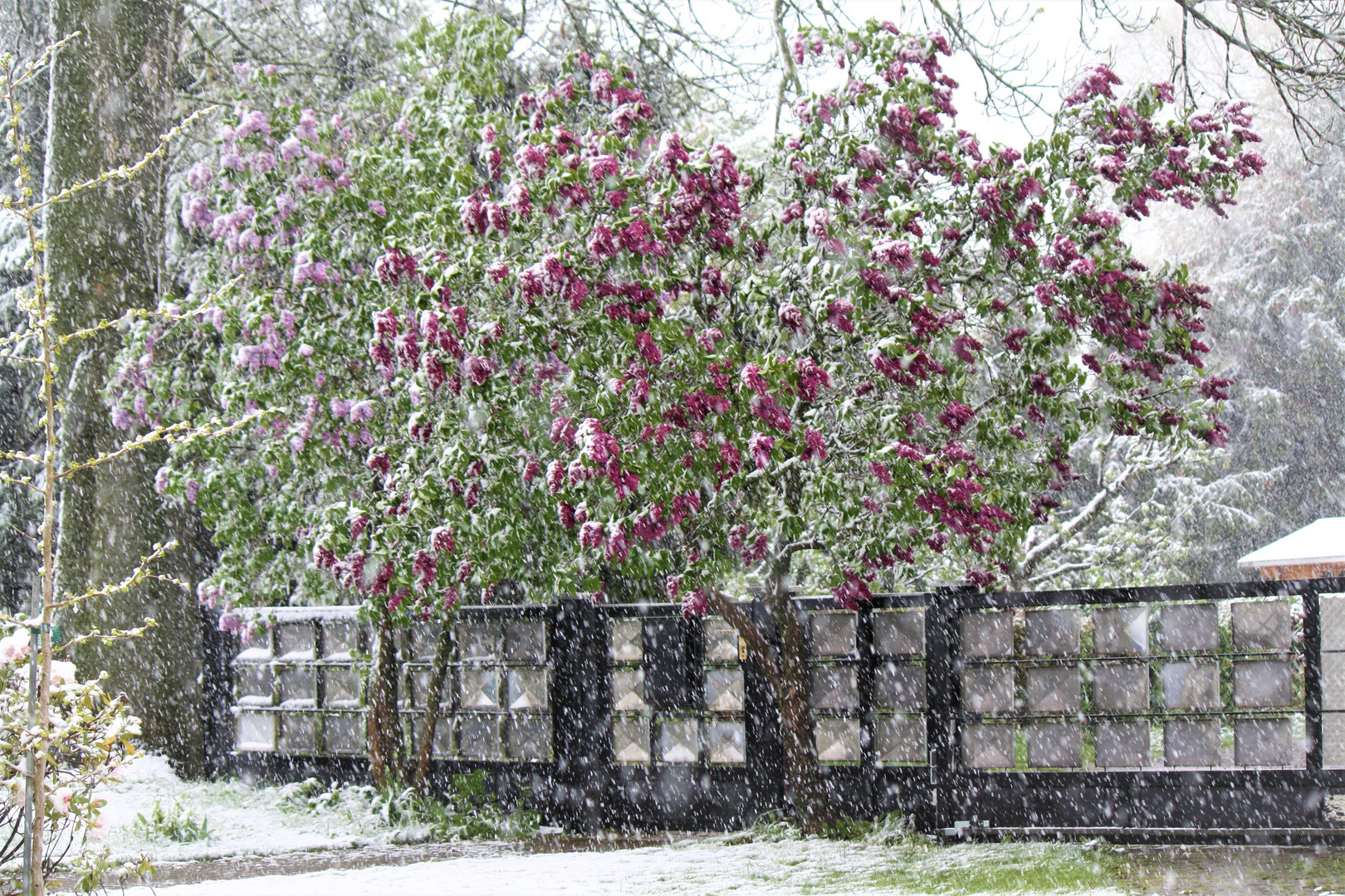 Schneetreiben im Mai