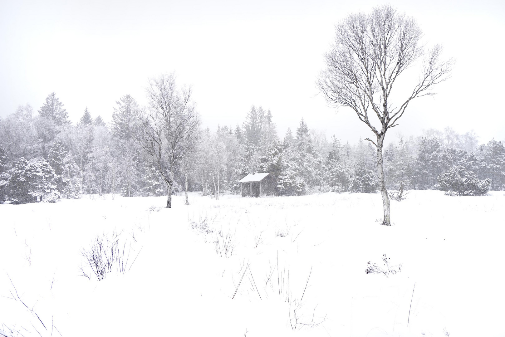 Schneetreiben im Moor