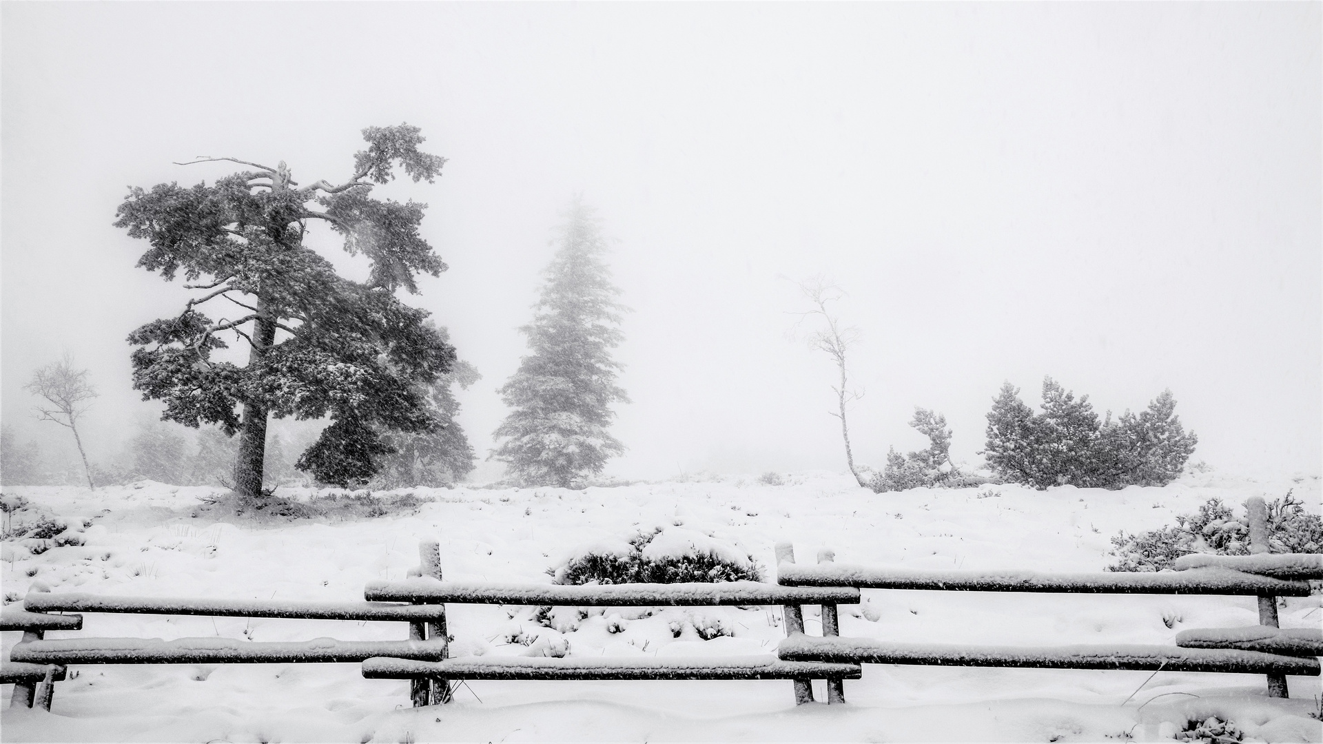 schneetreiben im schwarzwald II