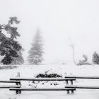 schneetreiben im schwarzwald II