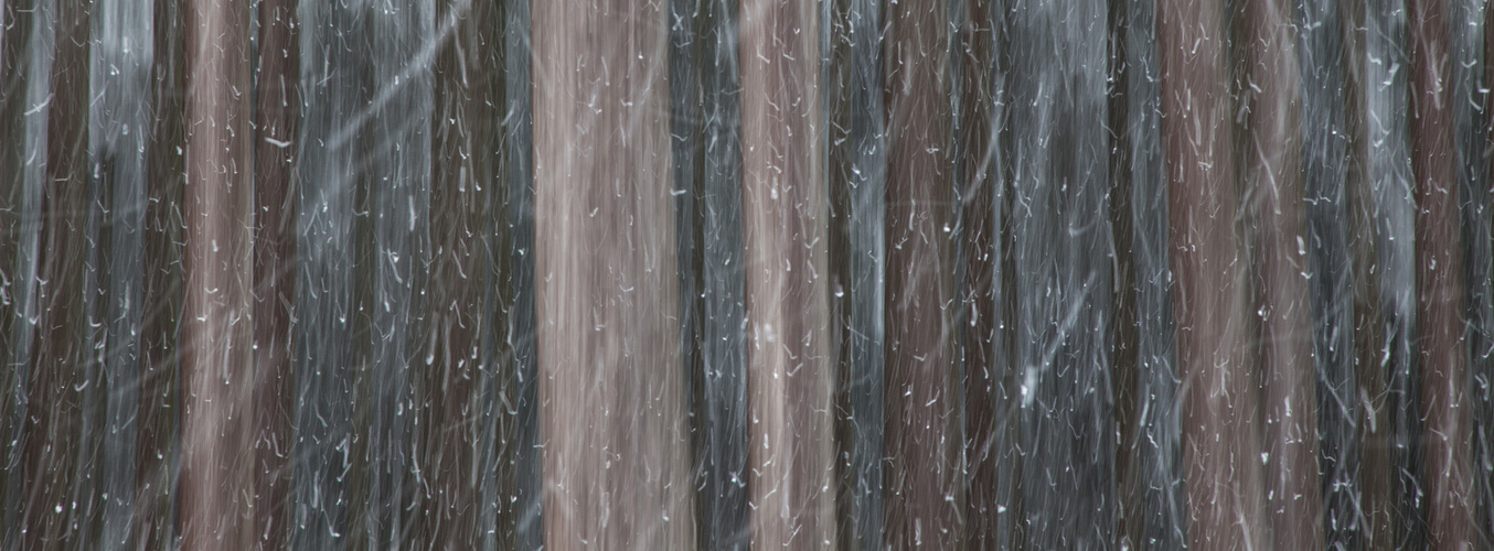 Schneetreiben im Wald