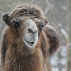 Schneetreiben im Zoo in Aschersleben