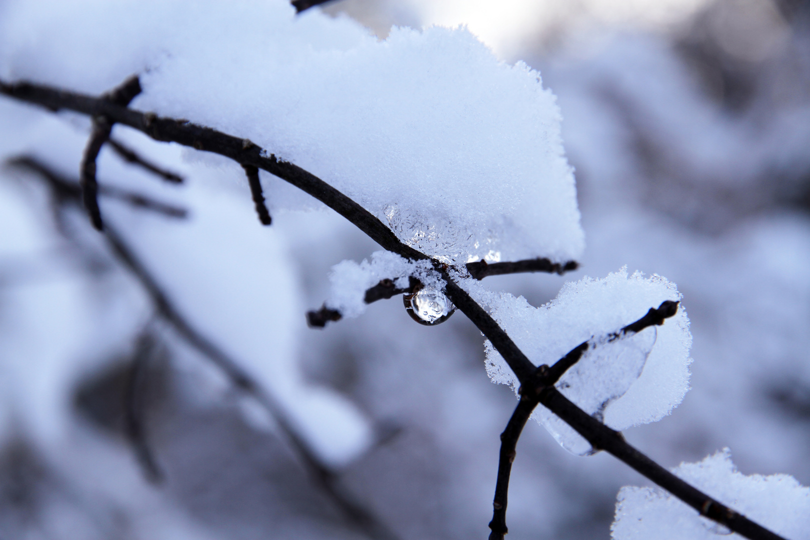 Schneetropfen