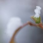 Schneetürmchen