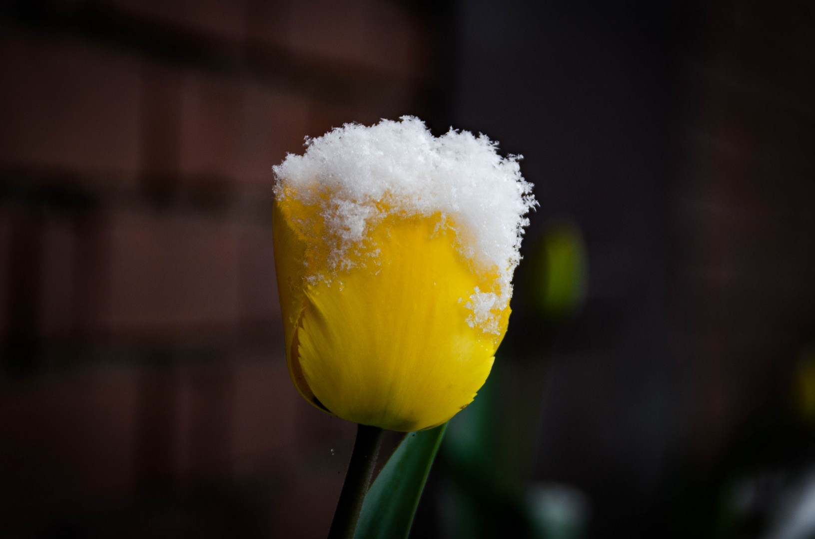 Schneetulpe