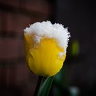 Schneetulpe