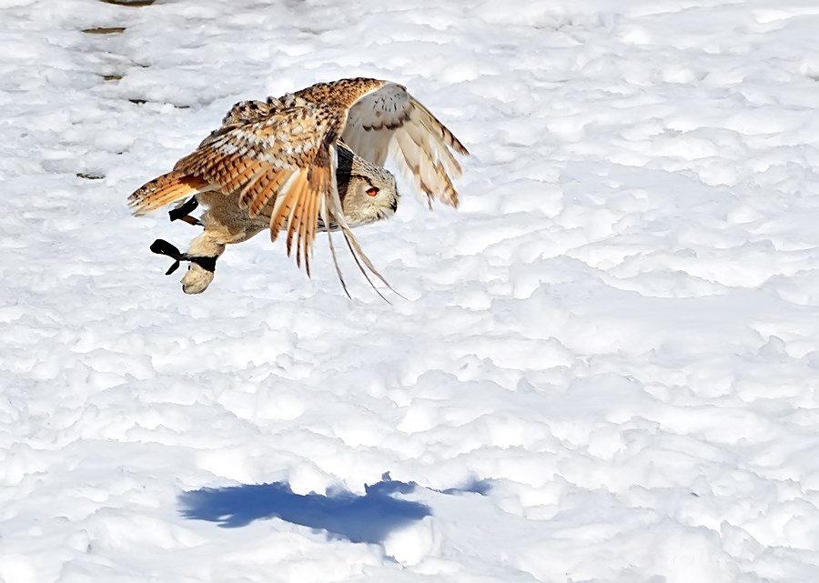 *Schneeüberflieger*