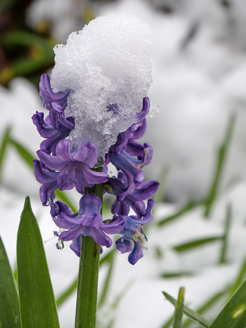 Schneeüberraschung