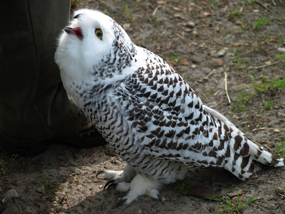 Schneeule "Hedwig" (JJ)