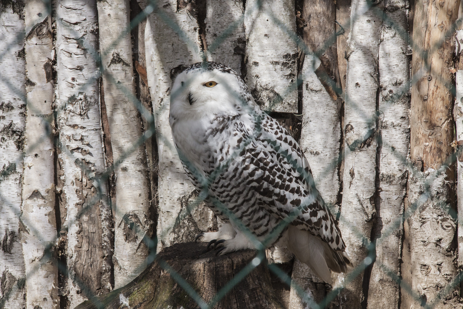 Schneeule im Tierpark Cottbus