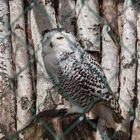 Schneeule im Tierpark Cottbus