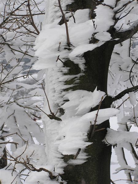 Schneeverwehung am Baum