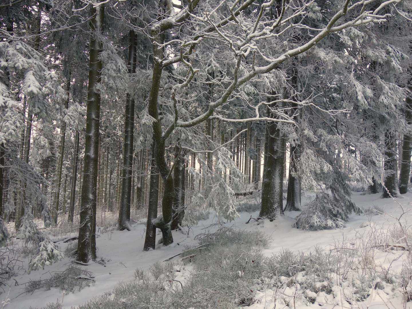 Schneeverwehungswald in diesen Tagen im Sauerland