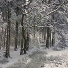 Schneeverwehungswald in diesen Tagen im Sauerland