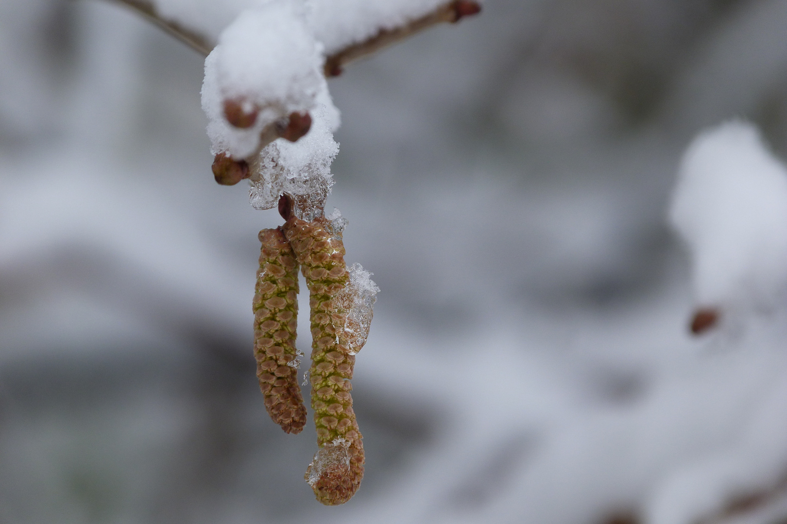 Schneeverziert