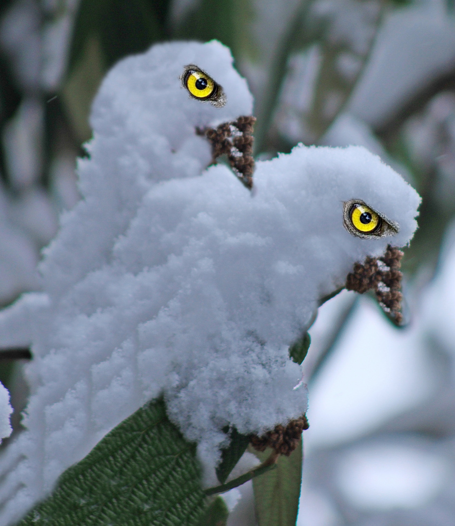 Schneevögel