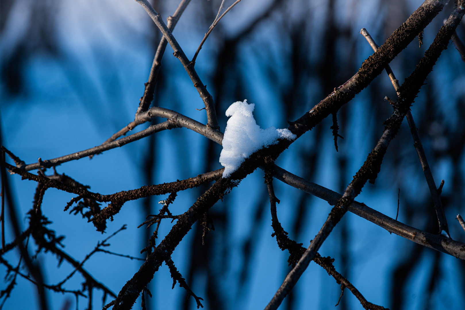 Schneevogel.  .DSC_3004