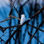 Schneevogel.  .DSC_3004