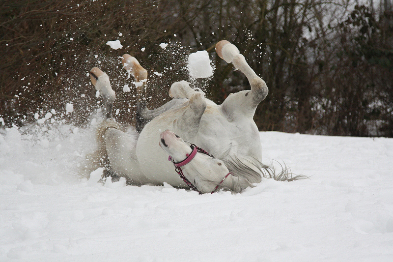 Schneewälzen...