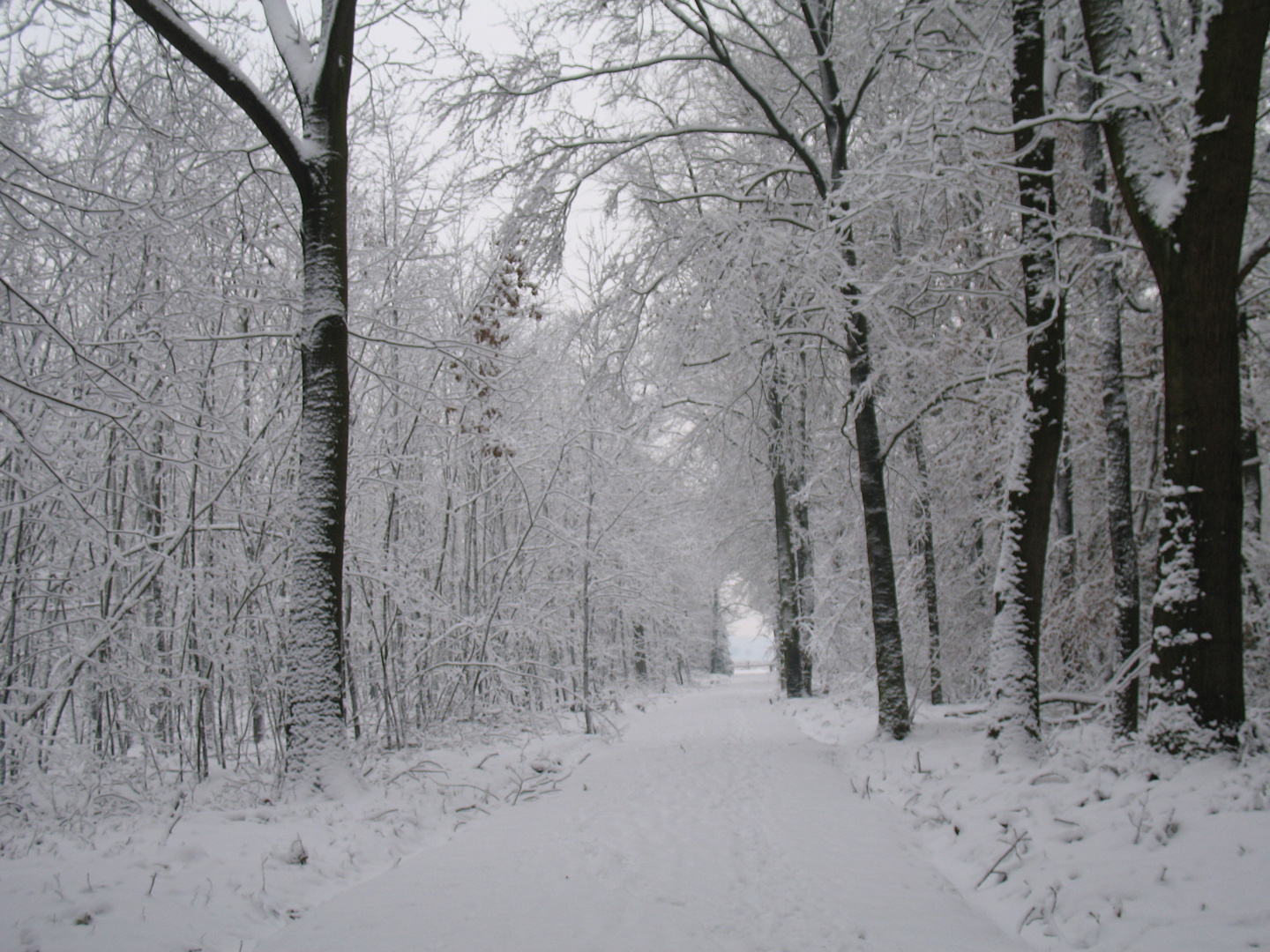 Schneewald