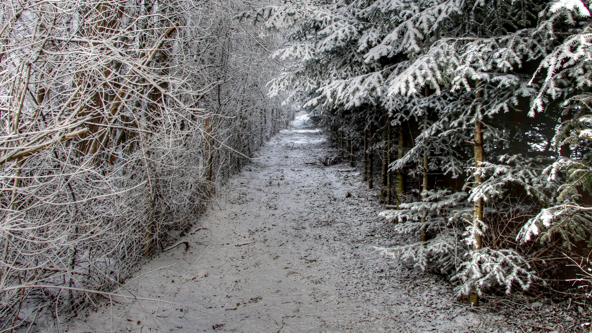 Schneewald