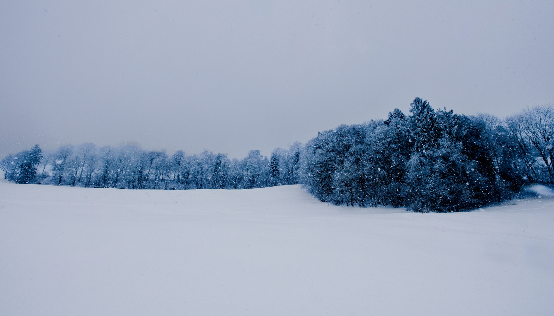 Schnee.Wald