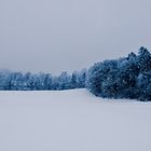 Schnee.Wald