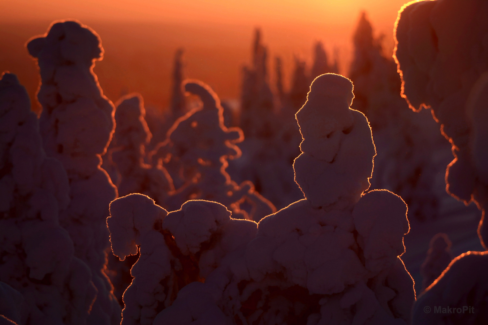 Schneewald am Ruka