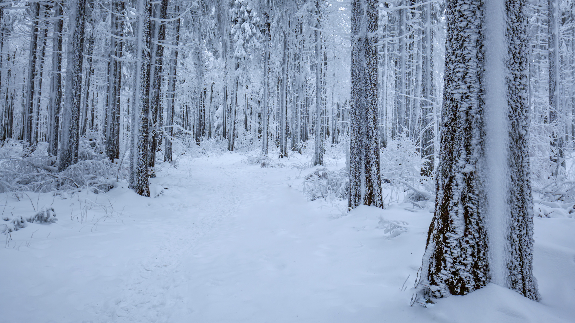 Schneewald