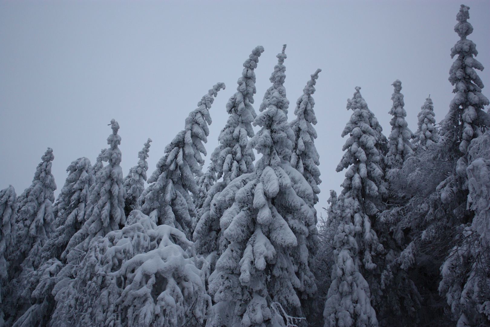 Schneewald.