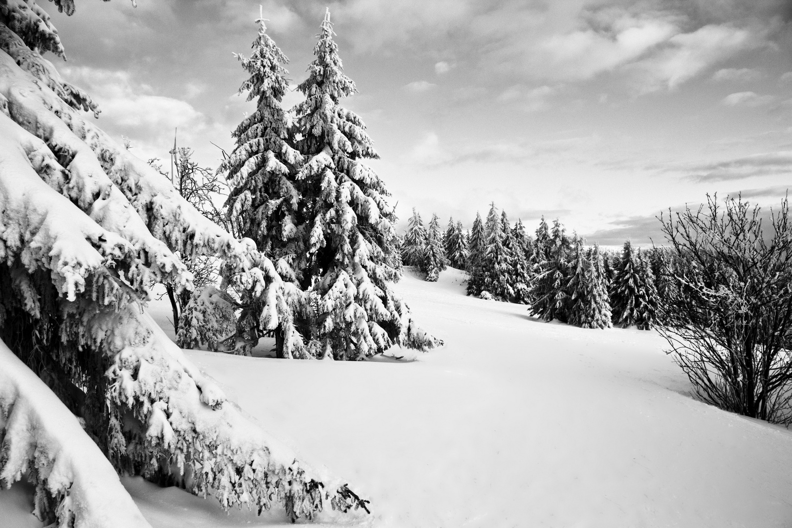 Schneewald im Erzgebirge 1