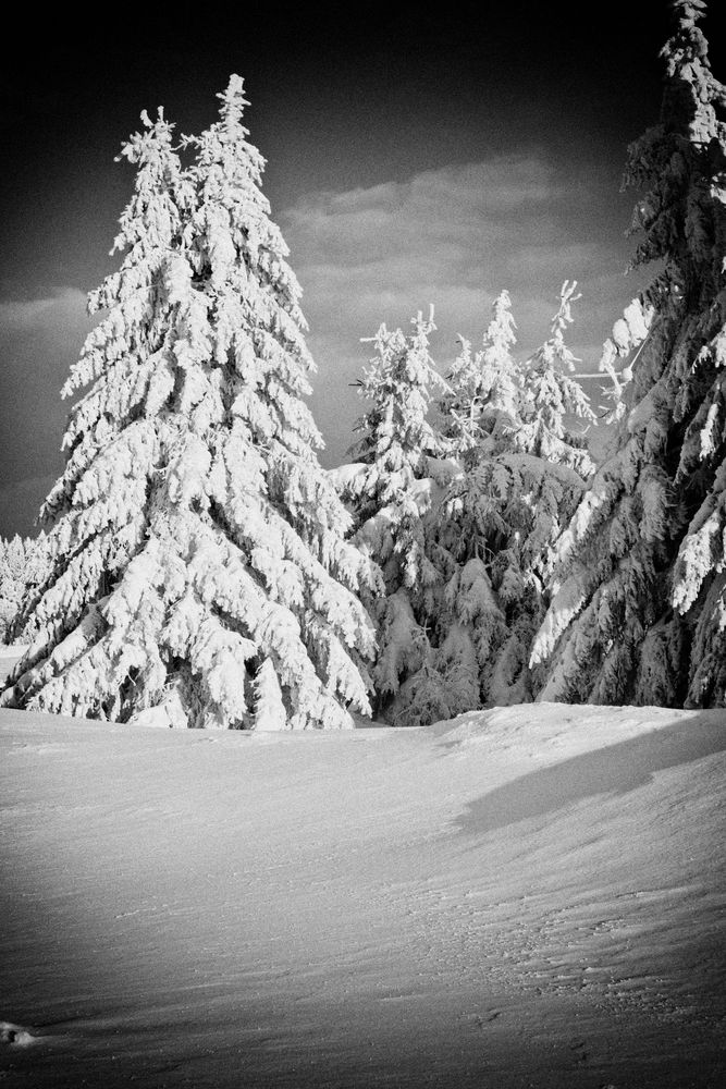 Schneewald im Erzgebirge 2