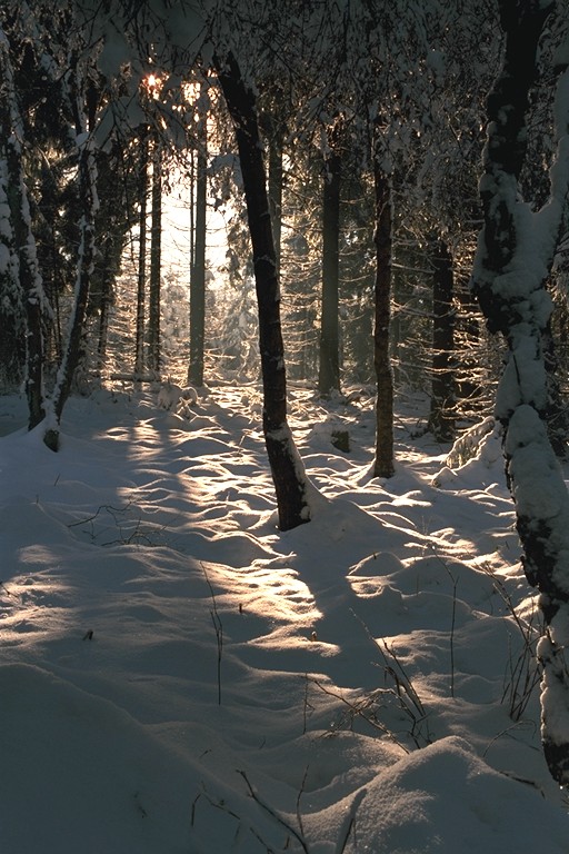 Schneewald im Sauerland