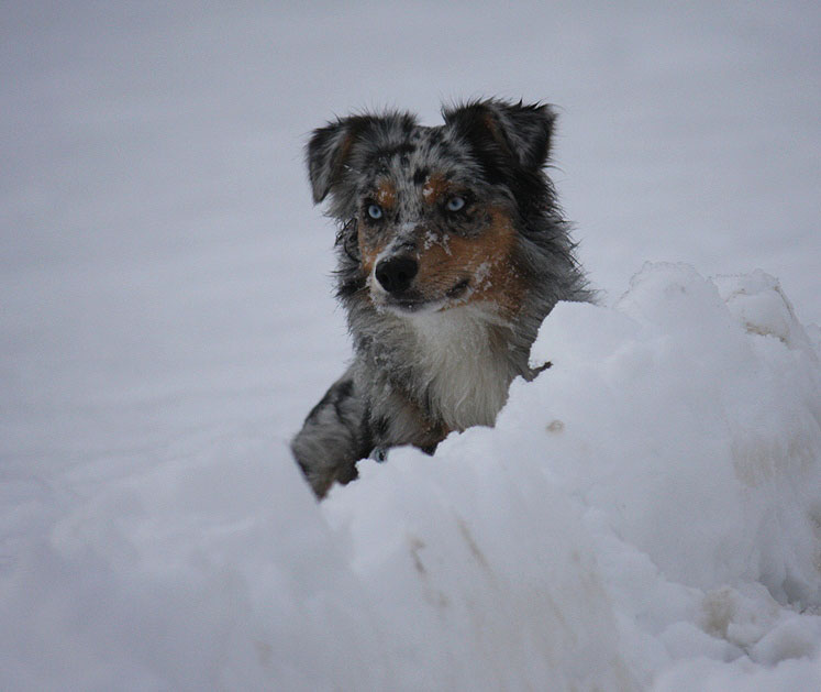 - Schneewall als Versteck .... -