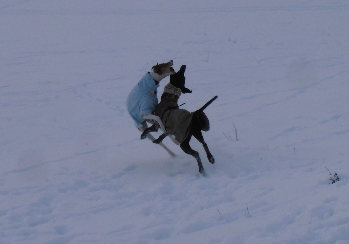 SCHNEEWALZER AUF GALGOART