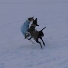 SCHNEEWALZER AUF GALGOART