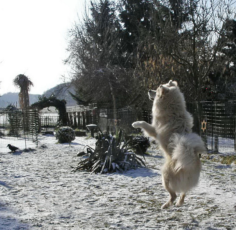 Schneewalzer Eurasier