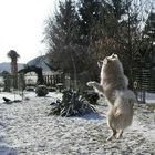 Schneewalzer Eurasier