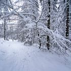 Schneewanderung zum Oberpfalzturm bei Waldershof/Tirschenreuth