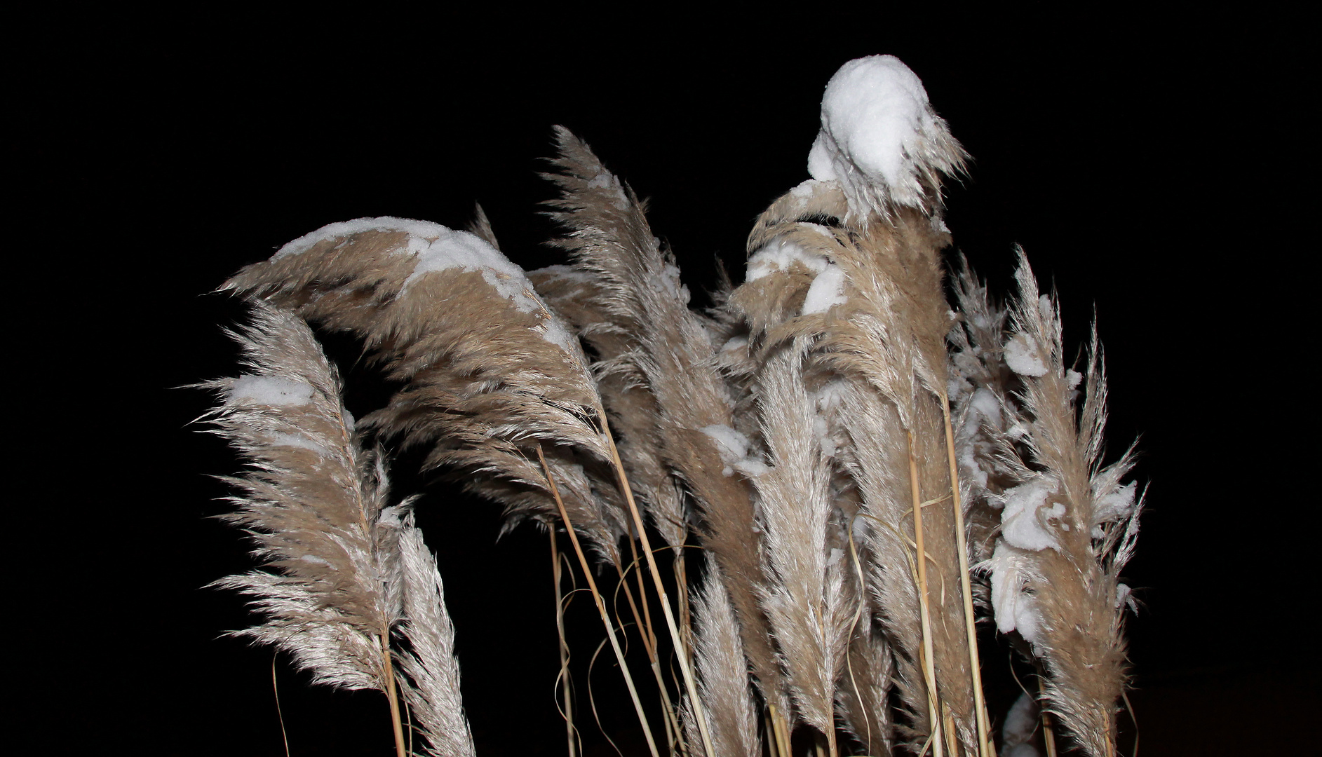 "Schneewedel" bei Nacht